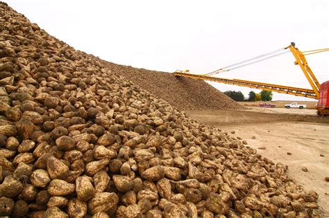 Idaho Beet Grower Organization Expands Changes Name Sugar Producer