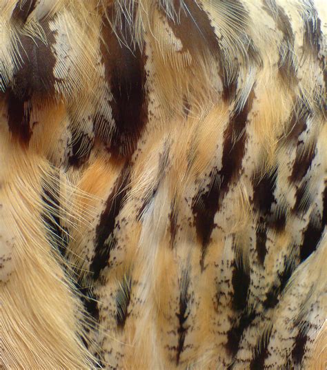 Owl Feathers A Real Close Up Of An Owls Breat Feathers Flickr