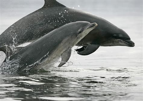 Common Bottlenose Dolphin Whale And Dolphin Conservation Usa