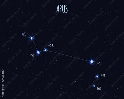 Apus The Bird Of Paradise Constellation Vector Illustration With