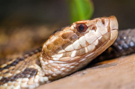 Cottonmouth Snakes Removal In Virginia