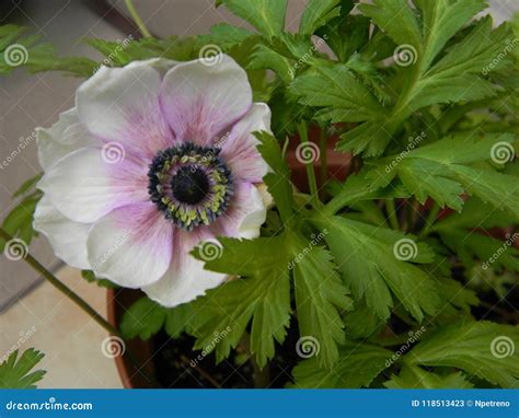 Pink Flower In A Flowerpot Anemone Stock Image Image Of White