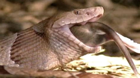 The Venom Cure | Copperhead Venom and Cancer Research | Nature | PBS