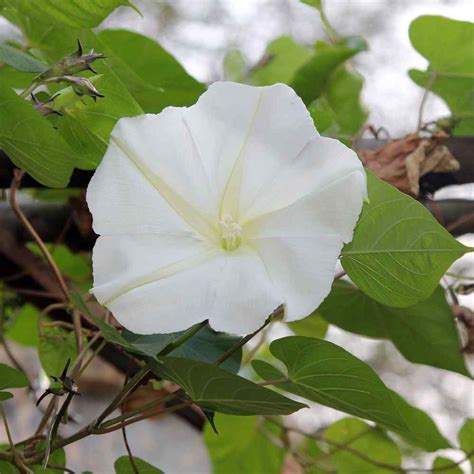 Exquisite Morning Glory Moonflower Seeds Available at Todd's Seeds ...