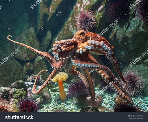 Giant Pacific Octopus Stock Photo 598290749 - Shutterstock