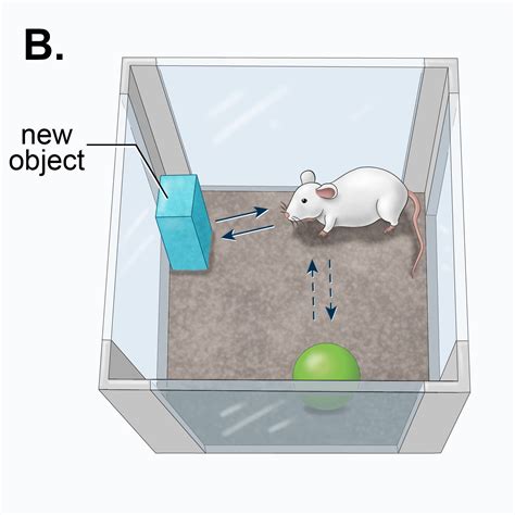 Two Trial Novel Object Recognition Task