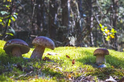 Three Big Porcini Mushroom In Moss Forest Stock Photo Image Of