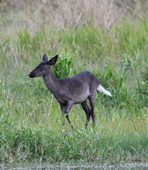 Black Whitetail Deer Photograph By Kenny Nobles Fine Art America