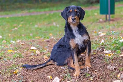 Hüftdysplasie HD beim Hund erkennen 9 Symptome Therapie