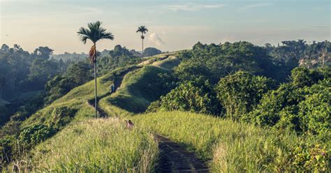 Campuhan Ridge Walk Ubud Bali - Include Map Route For Your Guidance