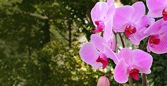 How to Treat Orchid Bacterial, Fungal Diseases