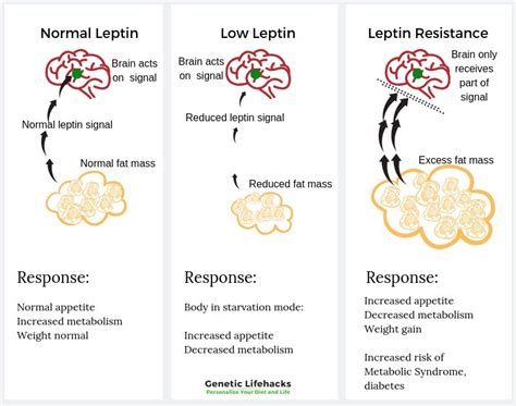 Leptin Receptors Genetics And Hunger Leptin Leptin Resistance Genetics