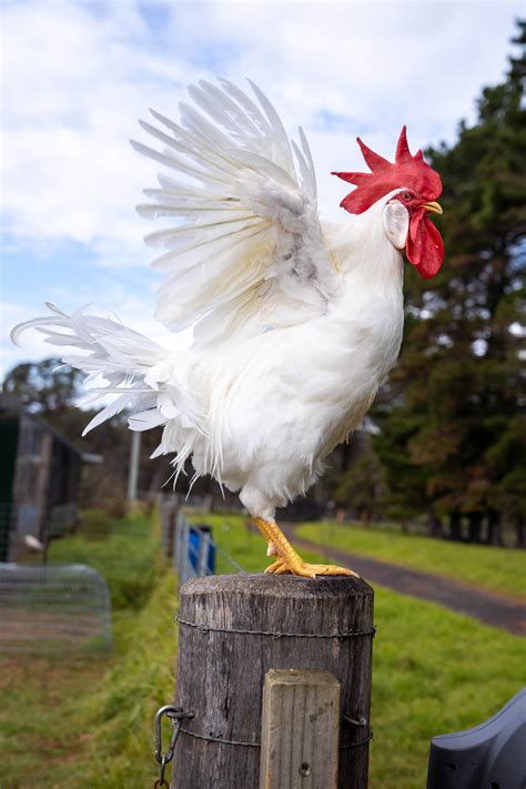 The Poodle And The Hen White Leghorn Chicken Breeding