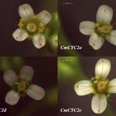 Flower Phenotypes Of Arabidopsis Tcp1 Mutant Ectopic Expression Of The