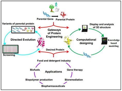 Custom Protein Service Creative Biomart