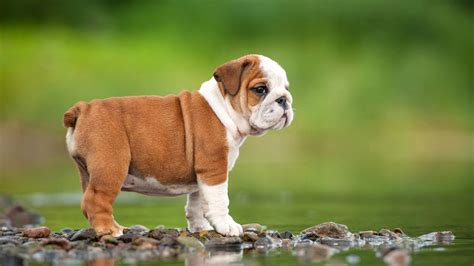 Baby Bulldog Wallpapers - Top Free Baby Bulldog Backgrounds - WallpaperAccess