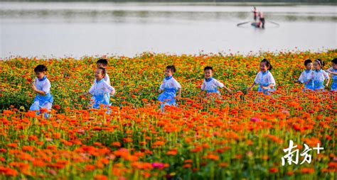 高清美图又一片绝美花海！三水新添芦苞粤韵花海，风景美如画！南方plus南方