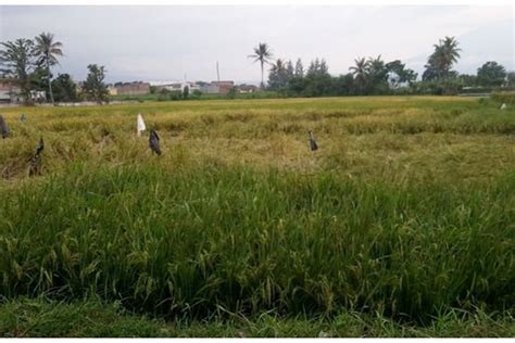 Serangan Hama Tikus Membuat Sejumlah Petani Di Banyuresmi Garut Merugi