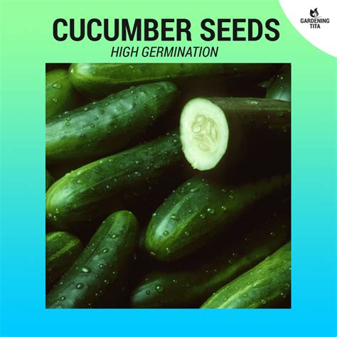 Cucumber Seeds ~30pcs - Gardening Tita