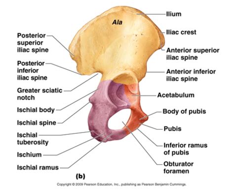 Lower Extremity Bones Flashcards Quizlet