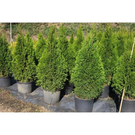 Thuja Occidentalis Esmeralda L