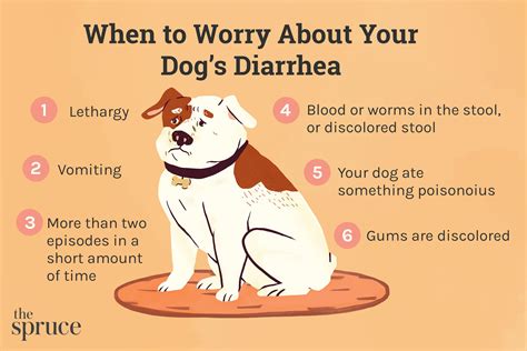 Dog Diarrhea: Causes, Treatment, And What Your Dog's Poop Says About ...