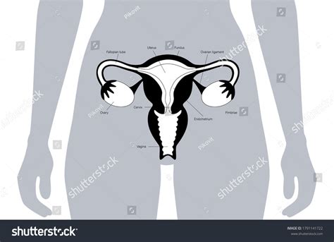 Vektor Stok Female Reproductive System Human Silhouette Uterus Tanpa