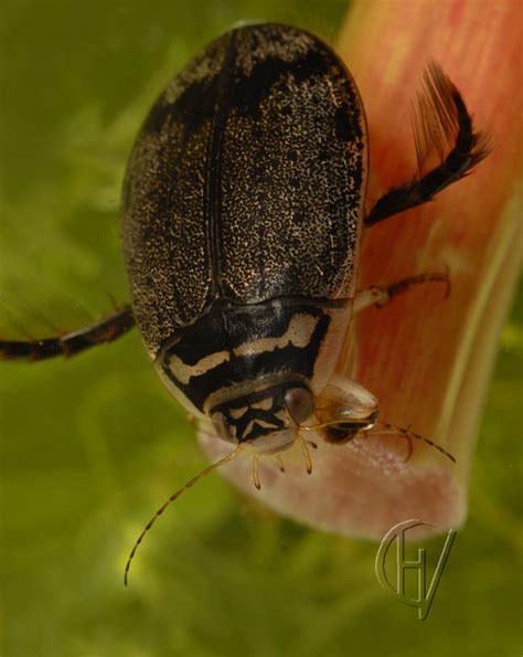 Acilius Sulcatus Lesser Diving Beetle