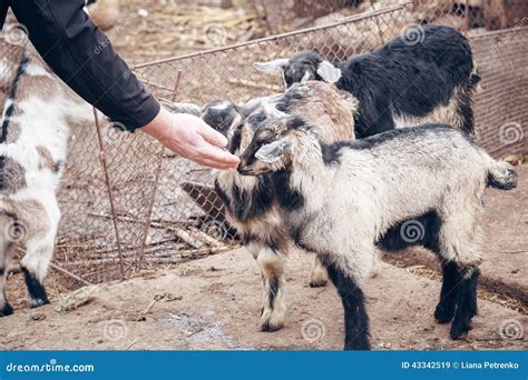 Baby Goats At Farm Stock Image Image Of Looking Agriculture 43342519