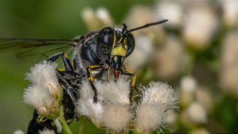 Photo: Gaze Into the Eyes of a Digger Wasp