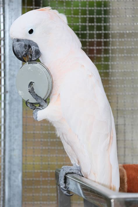 Más De 10 000 Imágenes Gratis De Parrot Sounds Y Parrot Pixabay