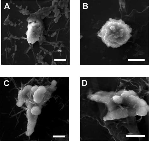 Secondary Electron Se Images Of Mulberry Like A B And Irregular