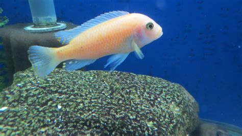 Albino Red Zebra Cichlid