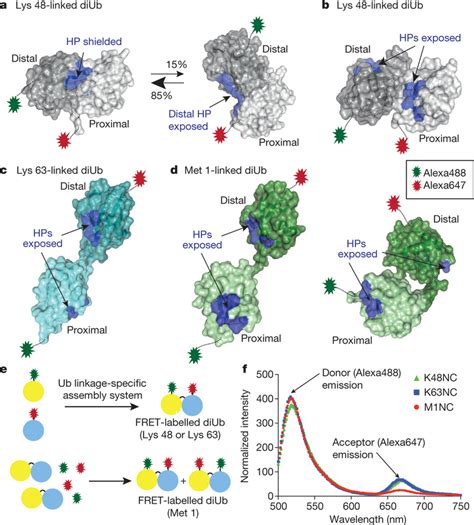 Ubiquitin Chain Conformations And Ensemble Fret Measurements Ad