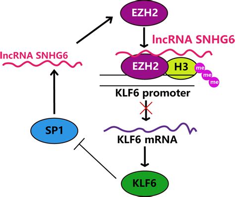 SP1 Induced Long Non Coding RNA SNHG6 Facilitates The Carcinogenesis Of