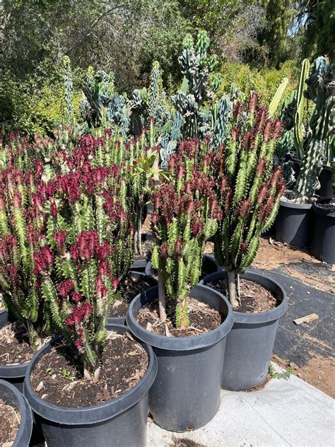 Clustered Large Euphorbia Trigona Rubra African Milk Tree Etsy