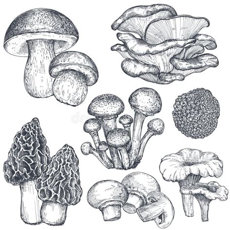 Mushroom Hand Drawn Sketch Vector Illustration Mushrooms Vector Set