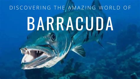 All You Need to Know About Barracudas: Characteristics, Habitat, and F