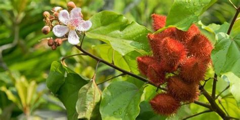 Las Hojas De Achiote Cura La Prostatitis UNAH ALDIA