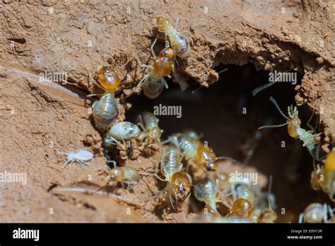 Holz termite -Fotos und -Bildmaterial in hoher Auflösung – Alamy