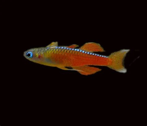 Neon Tetra Fish Care Guide Pondon Aquaruim