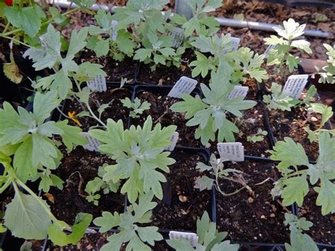 Plantfiles Pictures Silver Surfer Sandhill Sagebrush Silver Surfer