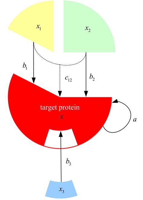 Graphical Representation Of Individual Protein Interactions And Download Scientific Diagram