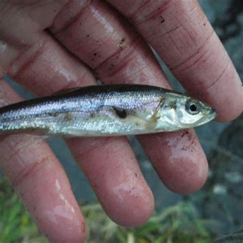 identify  roach fish diy seattle