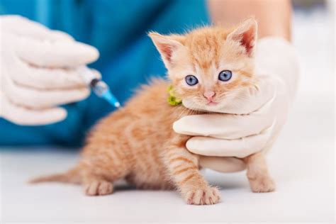 Everything You Need To Know About Cat Vaccinations Great Pet Care