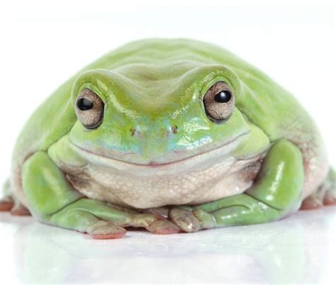 Free Photo | Australian green tree frog