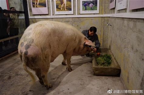 猪坚强原主人发声：感到不舍、自然死亡算是了却心愿 猪坚强 ——快科技驱动之家旗下媒体 科技改变未来