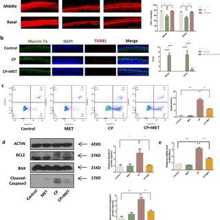 Metformin Attenuates Cisplatin Induced Apoptosis Of OHCs And OC 1