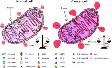 Reactive Oxygen Species Ros Generation By The Electron Transport Download Scientific