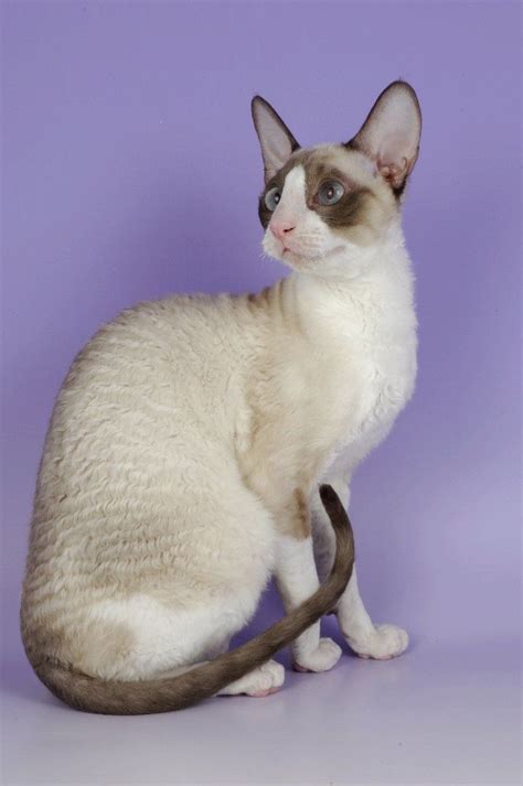 Cornish Rex Cat Breeds Kittens Cats Cat Breeds Hypoallergenic